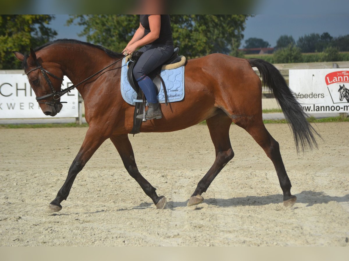 Sonstige Rassen Stute 9 Jahre 164 cm Brauner in wuustwezel