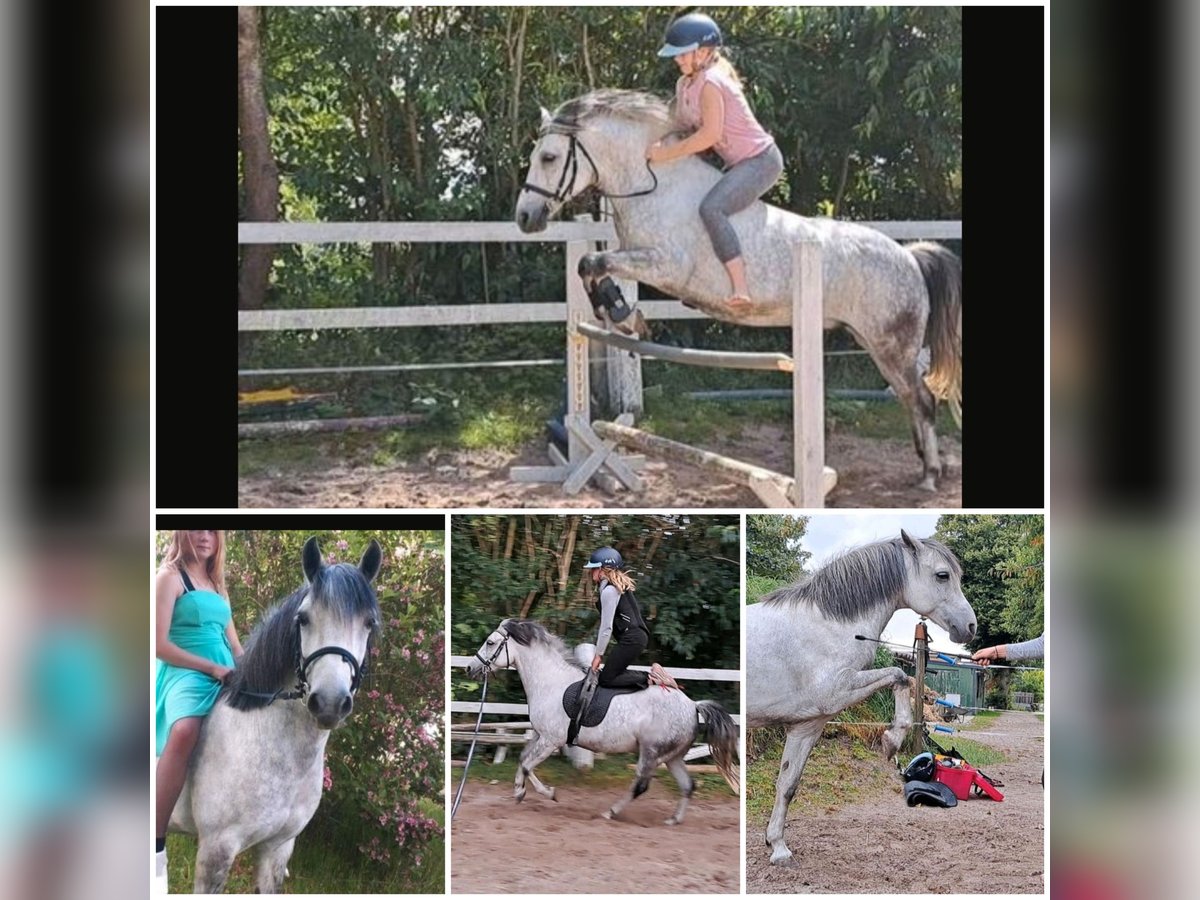 Sonstige Rassen Mix Wallach 10 Jahre 135 cm Schimmel in Nordholz