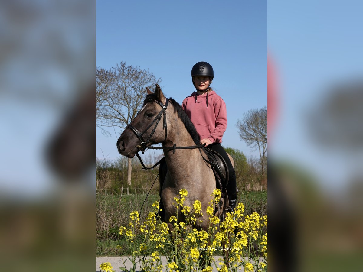 Sonstige Rassen Mix Wallach 10 Jahre 138 cm in Timmendorfer Strand