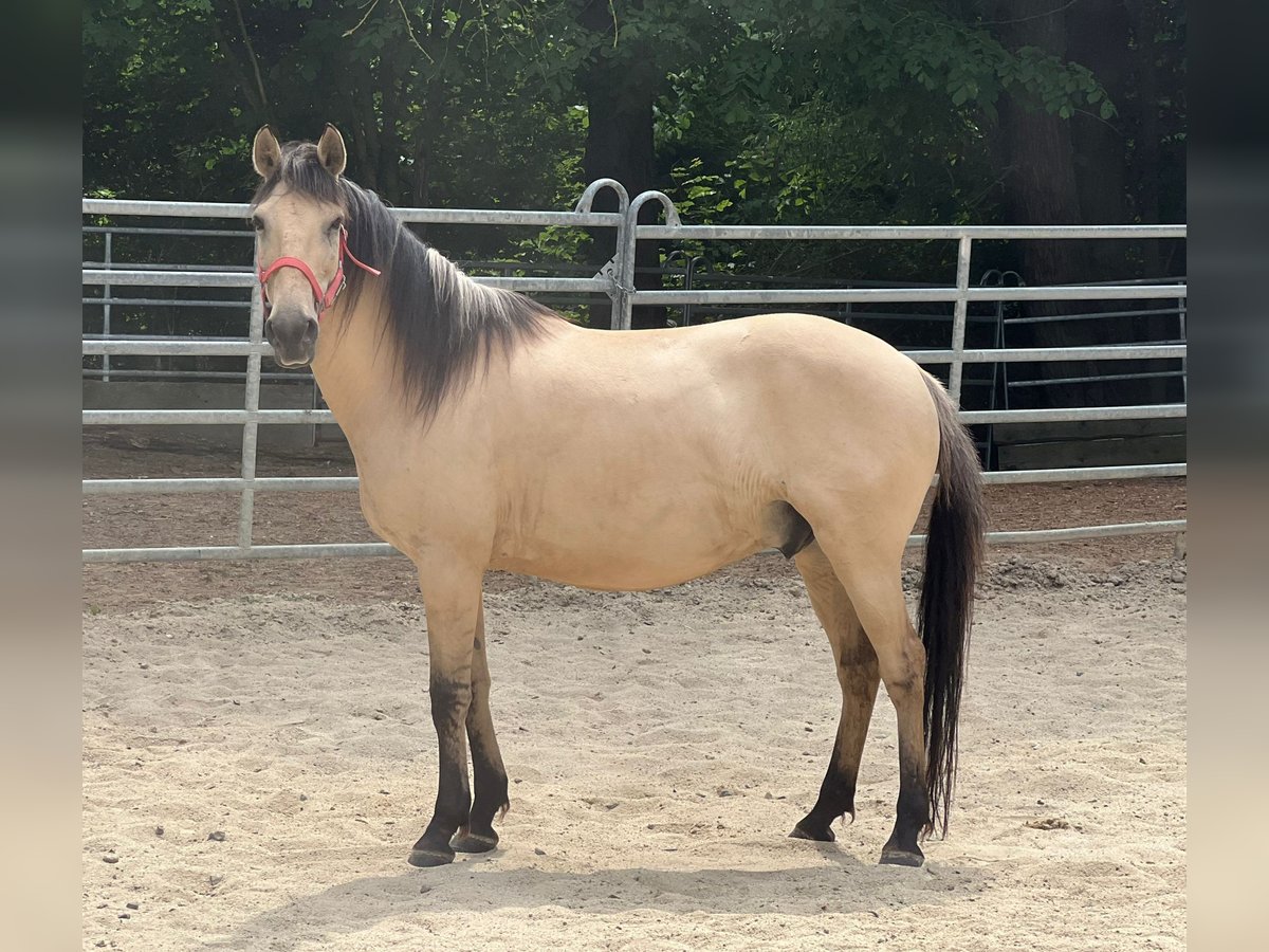 Sonstige Rassen Wallach 10 Jahre 150 cm Falbe in Bad Camberg