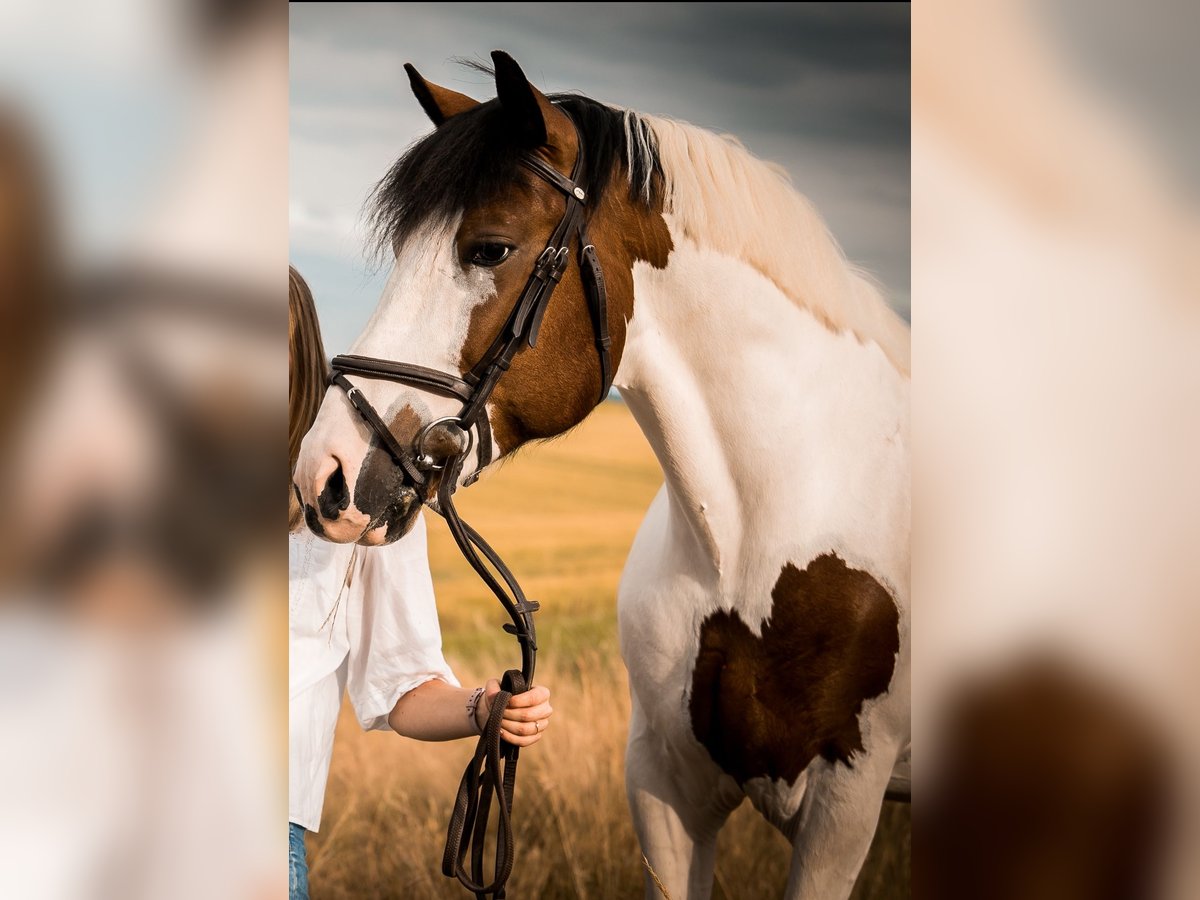 Sonstige Rassen Mix Wallach 10 Jahre 160 cm Schecke in Heistenbach