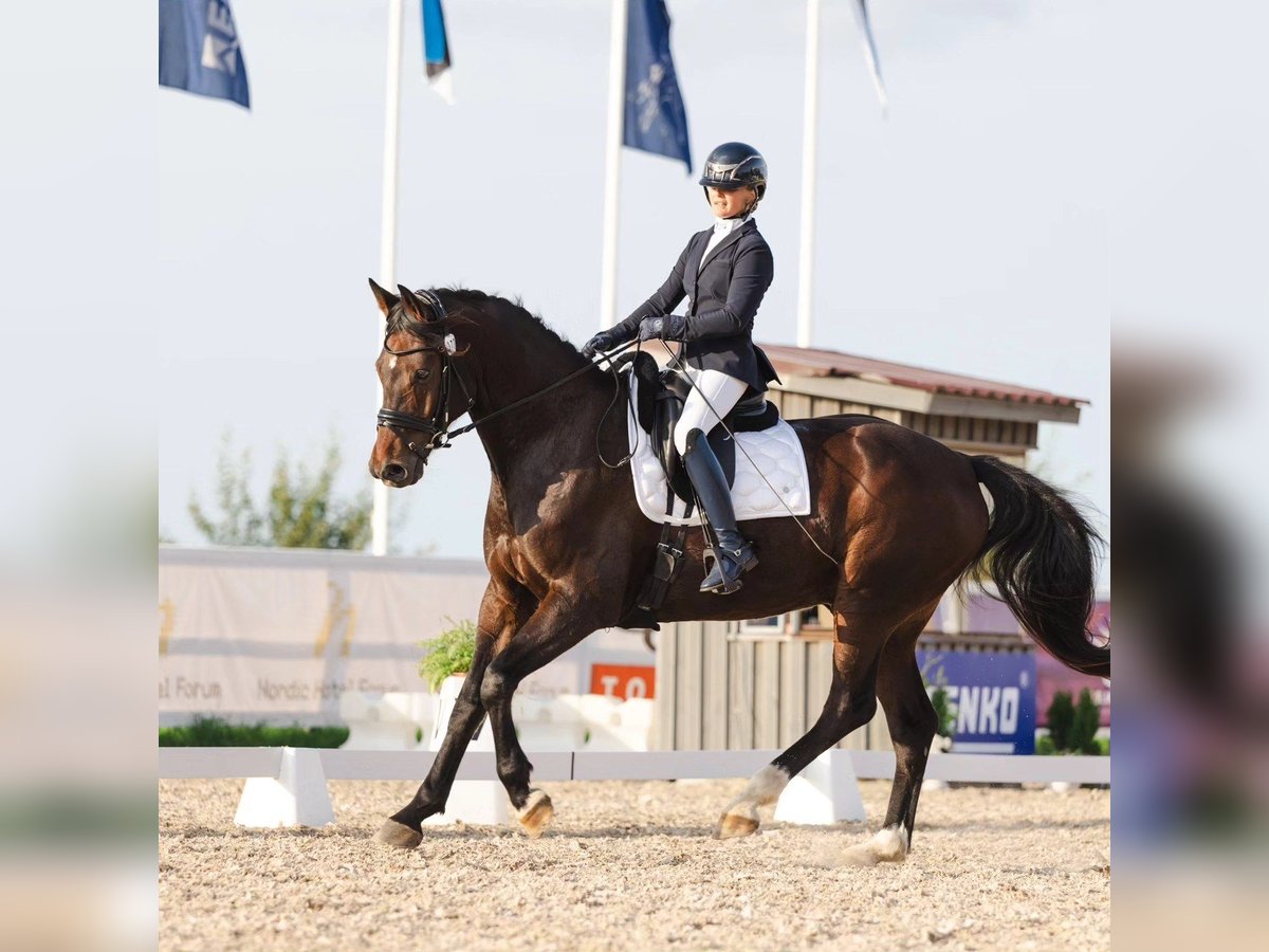 Sonstige Rassen Mix Wallach 10 Jahre 170 cm Brauner in Mallavere