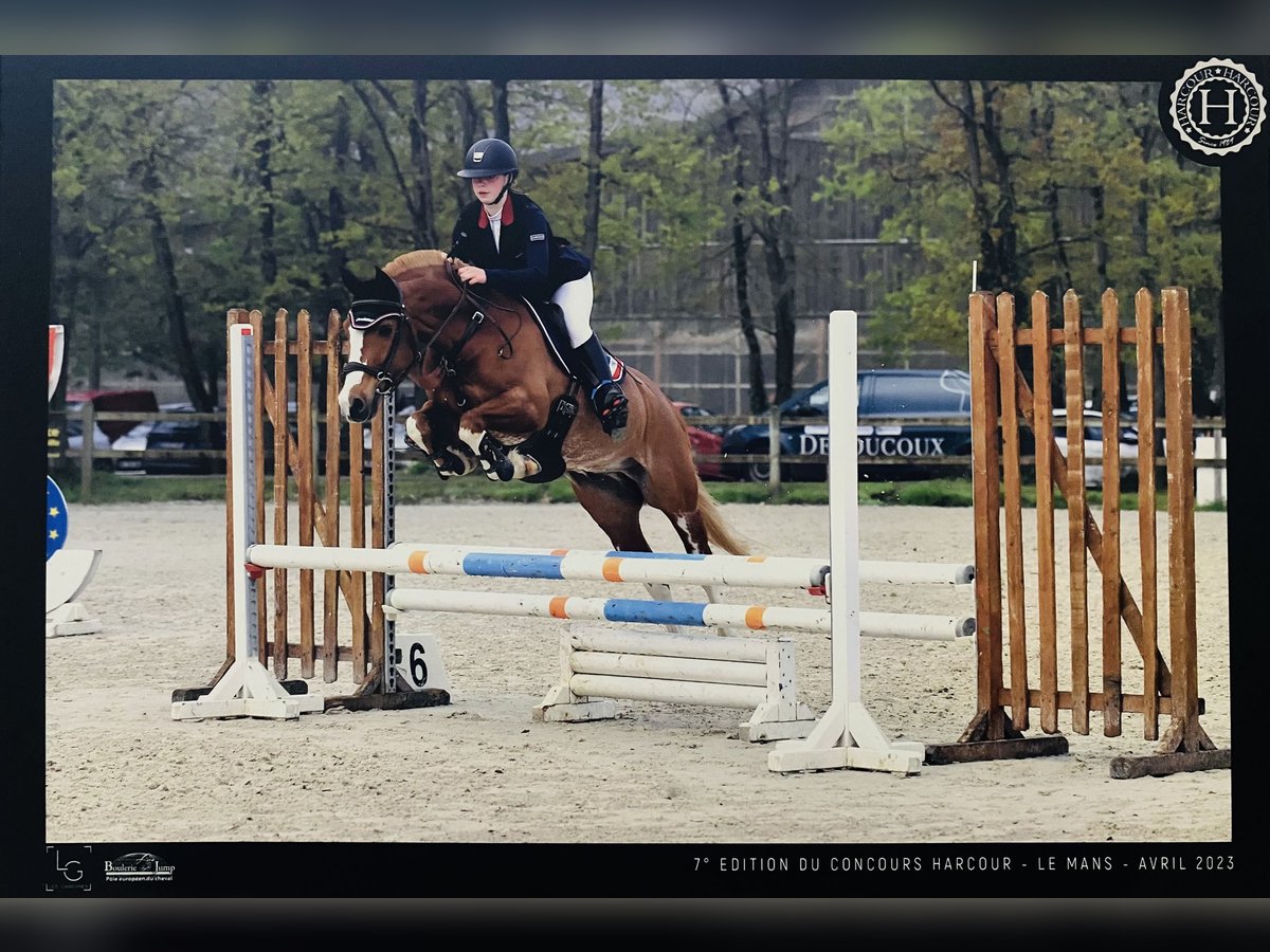 Sonstige Rassen Mix Wallach 11 Jahre 144 cm Fuchs in Penin