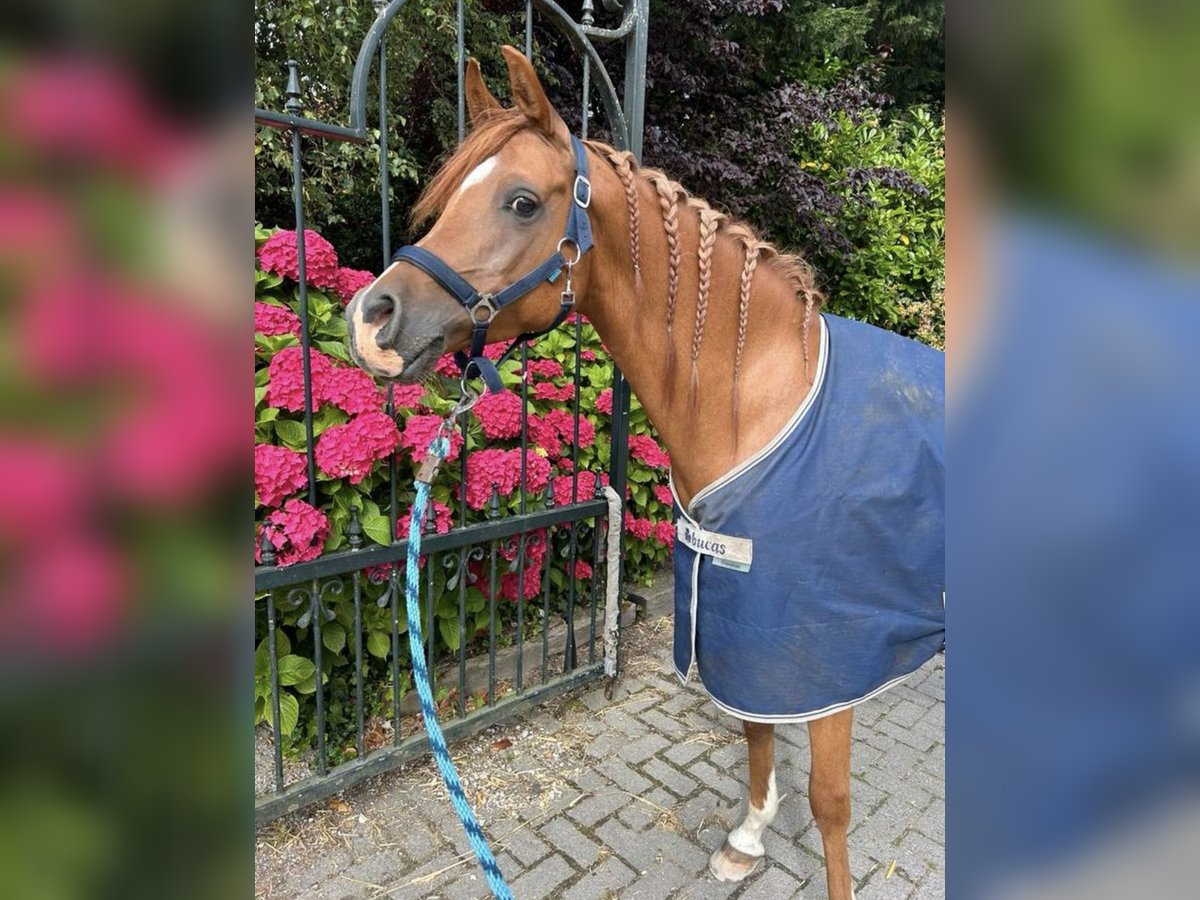 Sonstige Rassen Wallach 11 Jahre 148 cm Brauner in Purmerland