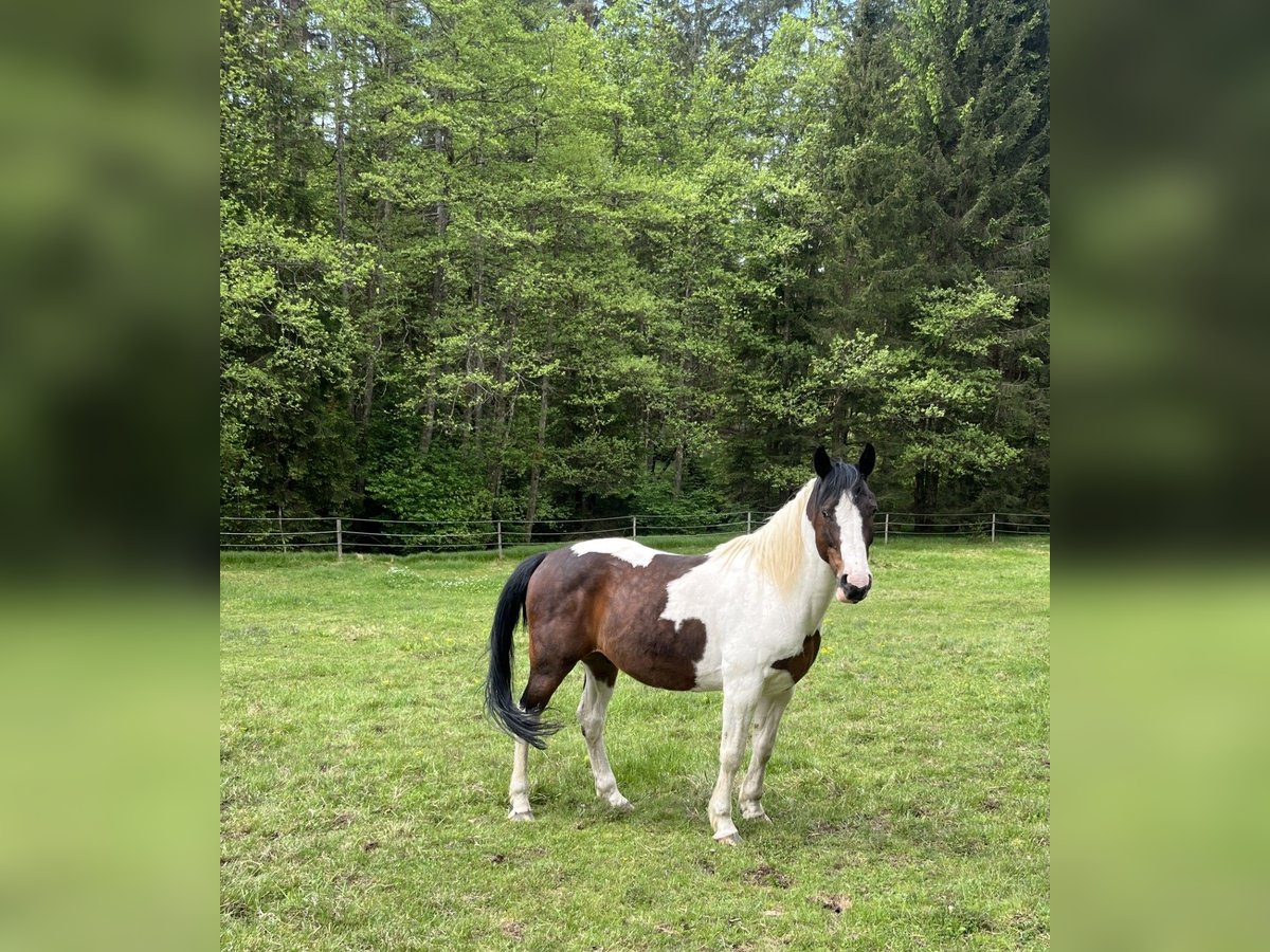 Sonstige Rassen Wallach 11 Jahre 165 cm Schecke in K&#xF6;stenberg/Velden