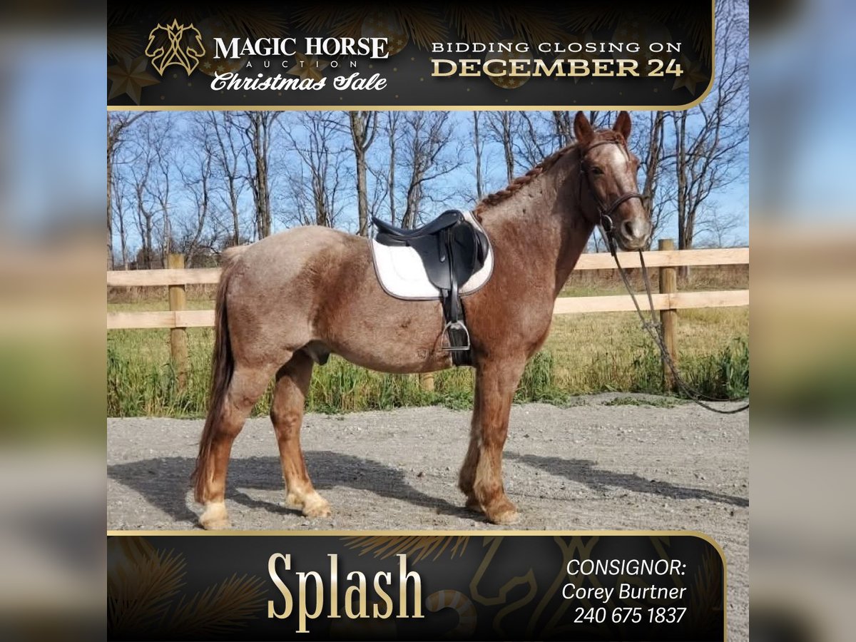 Sonstige Rassen Mix Wallach 12 Jahre 142 cm Roan-Red in Somerset