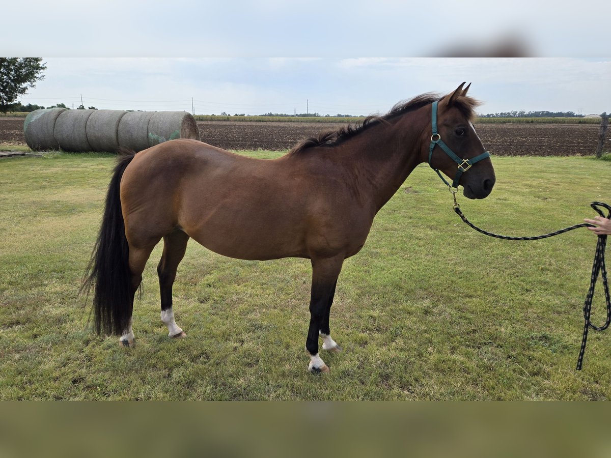 Sonstige Rassen Mix Wallach 12 Jahre 142 cm Rotbrauner in Wichita