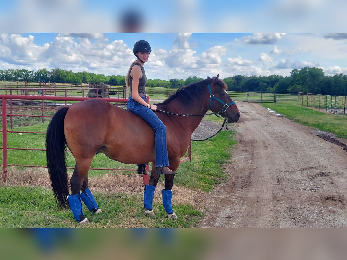 Sonstige Rassen Mix Wallach 12 Jahre 142 cm Rotbrauner in Wichita