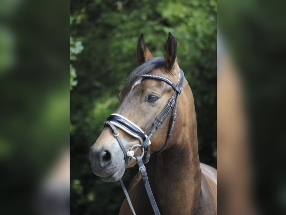 Sonstige Rassen Mix Wallach 12 Jahre 148 cm in Oerel