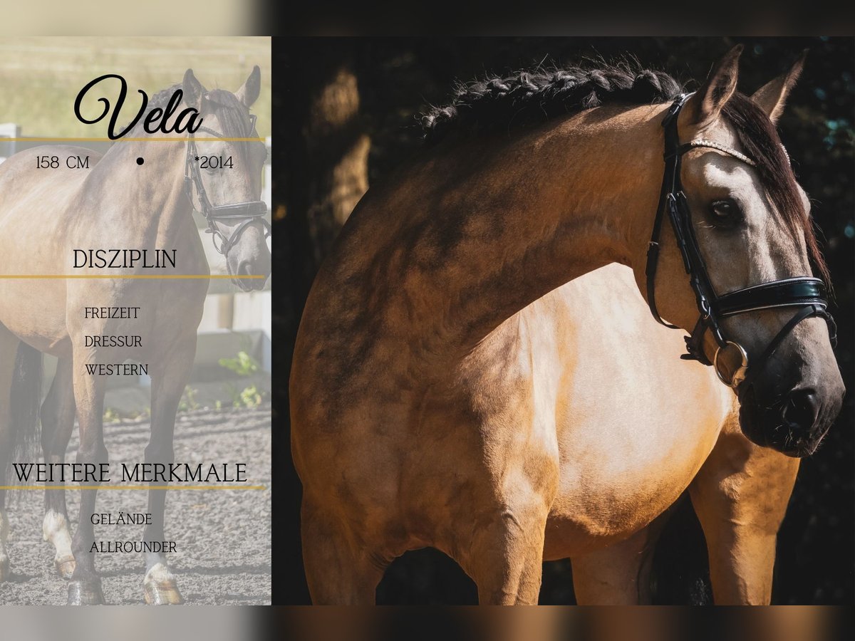 Sonstige Rassen Wallach 12 Jahre 158 cm Buckskin in Nettersheim