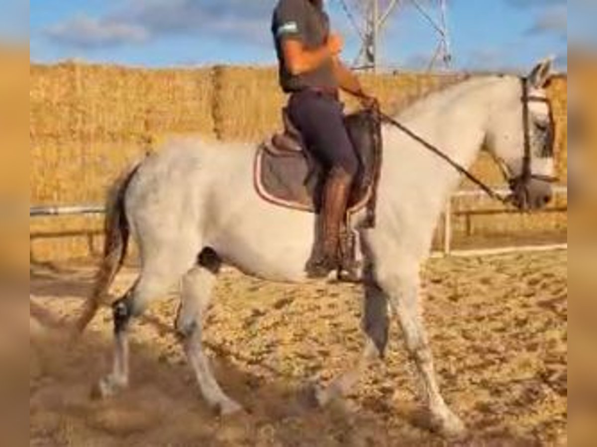 Sonstige Rassen Mix Wallach 12 Jahre 161 cm Schimmel in Sevilla