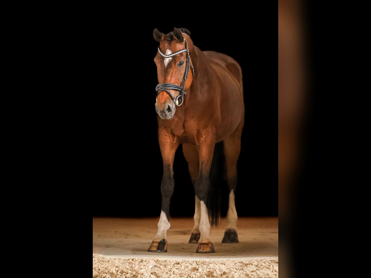 Sonstige Rassen Wallach 12 Jahre 168 cm Brauner in Bodenkirchen