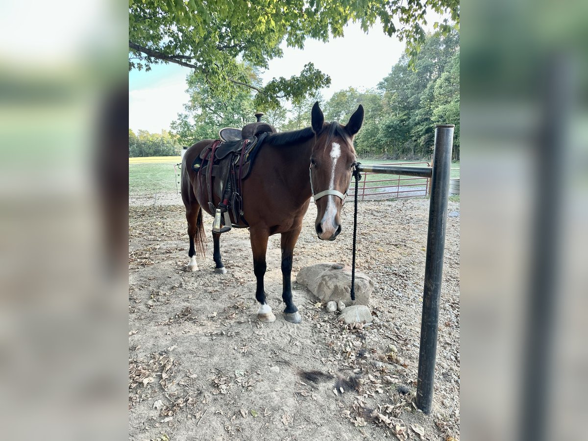 Sonstige Rassen Mix Wallach 13 Jahre 163 cm Rotbrauner in Lynn Sonstige Rassen Mix Wallach 13 Jahre 163 cm Rotbrauner in Lynn