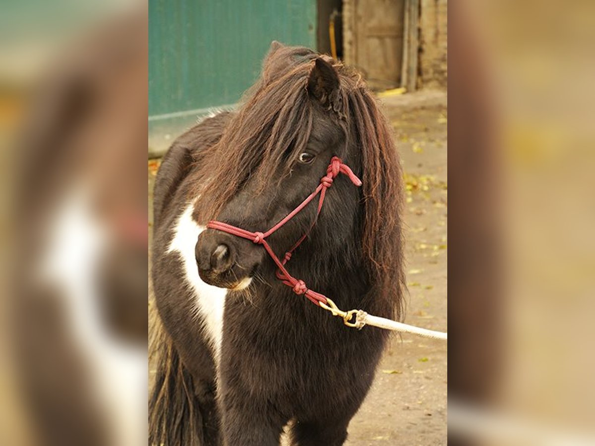 Sonstige Rassen Mix Wallach 14 Jahre 115 cm Schecke in Luttelgeest