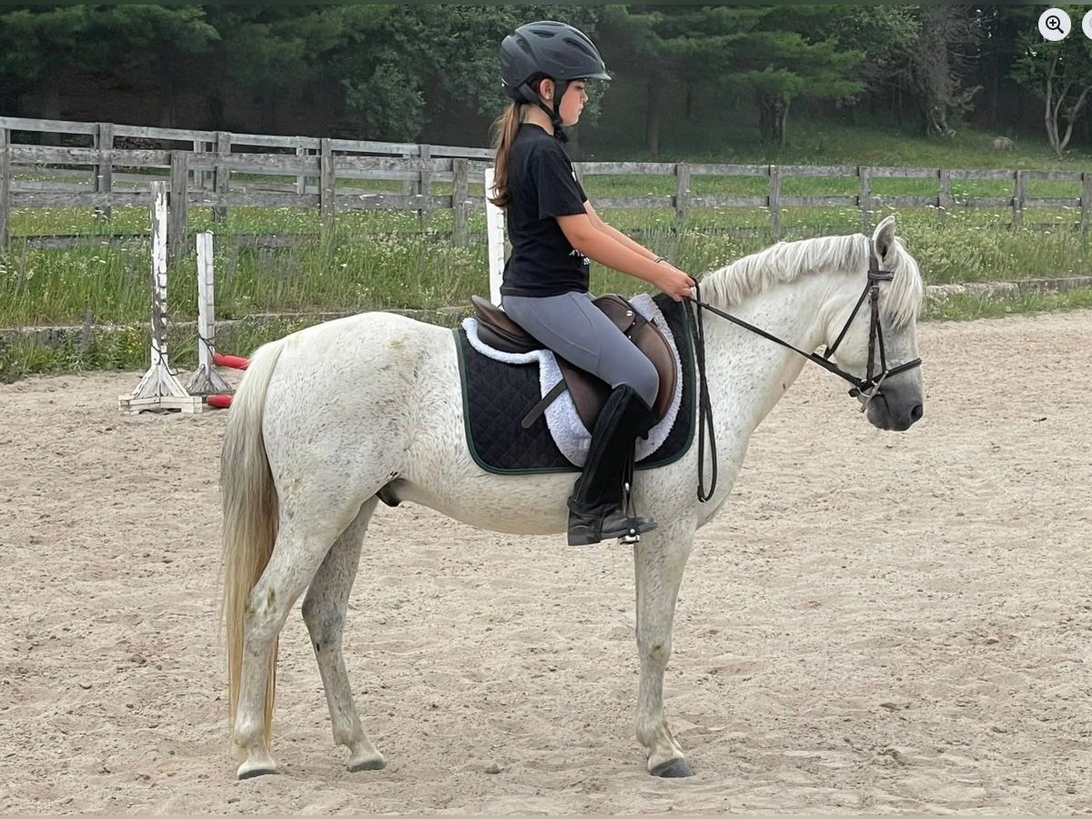 Sonstige Rassen Wallach 14 Jahre 122 cm Schimmel in Rockwood
