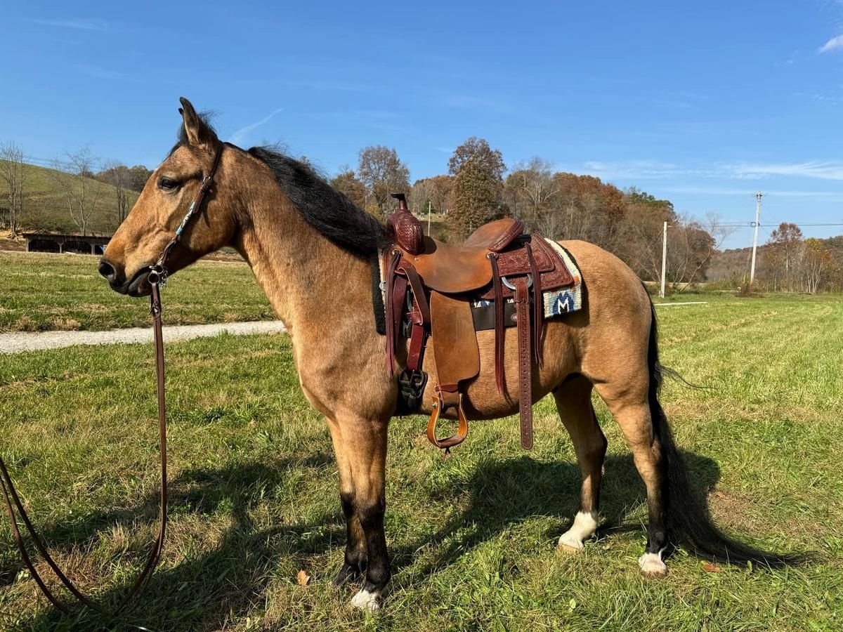 Sonstige Rassen Wallach 15 Jahre 152 cm Buckskin in Moscow