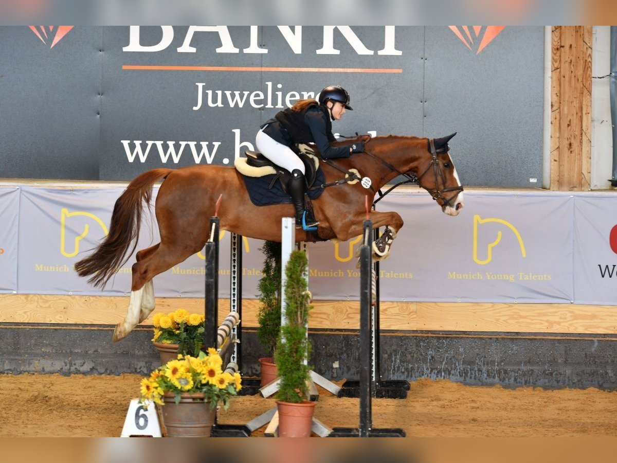 Sonstige Rassen Wallach 15 Jahre 170 cm in Weyarn