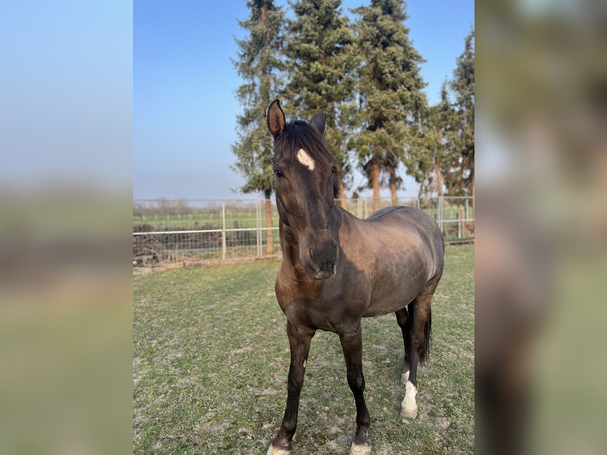 Sonstige Rassen Wallach 16 Jahre 154 cm Brauner in Aldenhoven