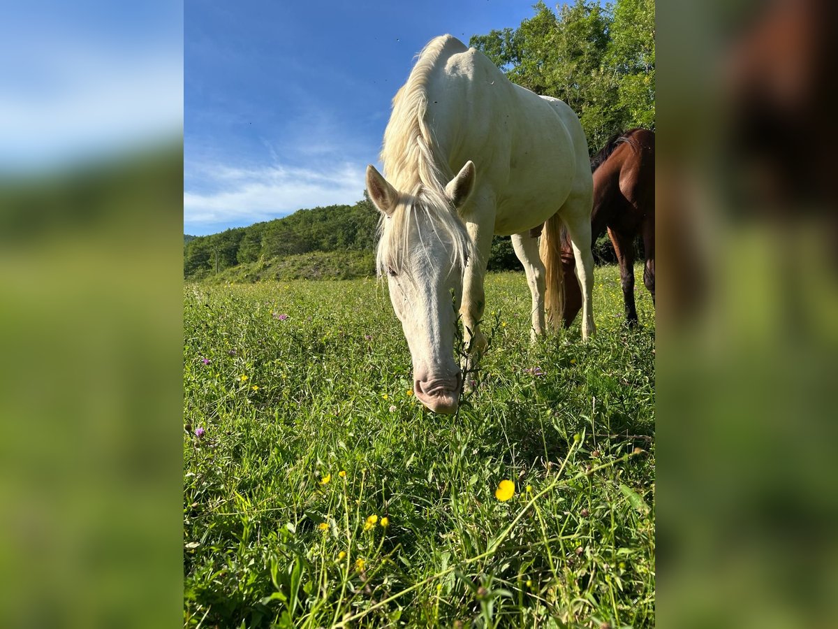 Sonstige Rassen Wallach 16 Jahre 160 cm Cremello in foix