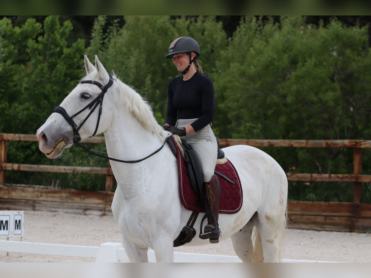 Sonstige Rassen Mix Wallach 16 Jahre 167 cm Schimmel in Pozuelo De Alarcon