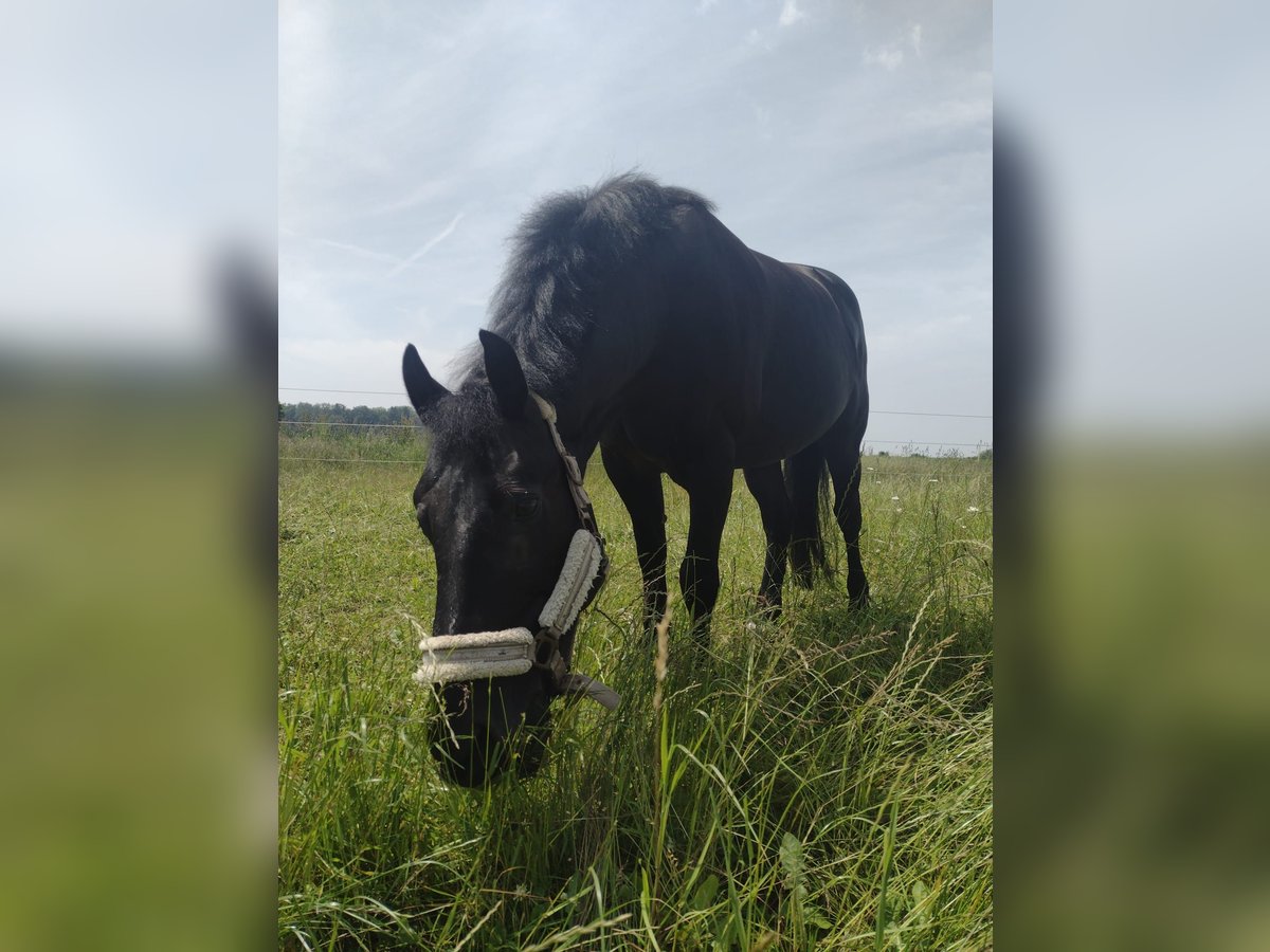 Sonstige Rassen Wallach 17 Jahre 145 cm in Elchingen