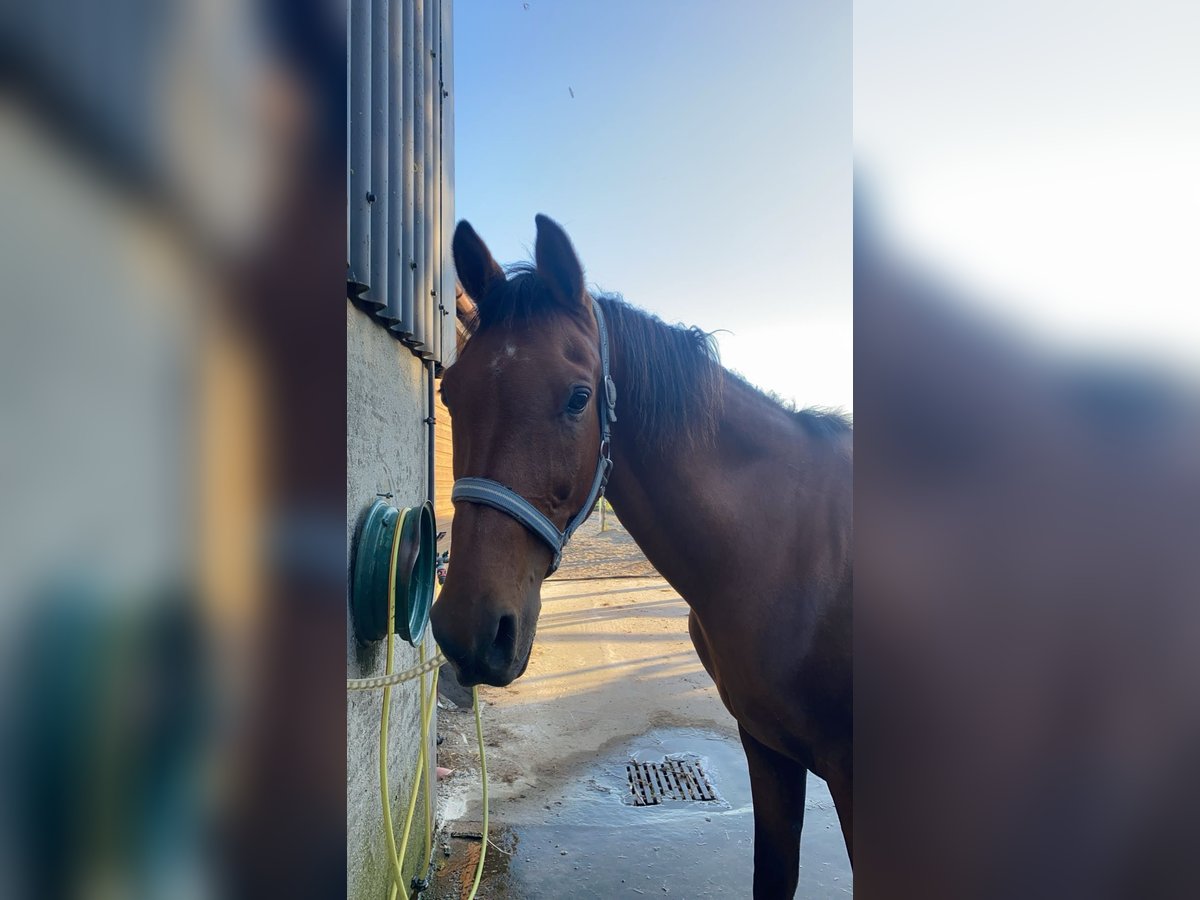 Sonstige Rassen Wallach 17 Jahre 160 cm Brauner in Goch