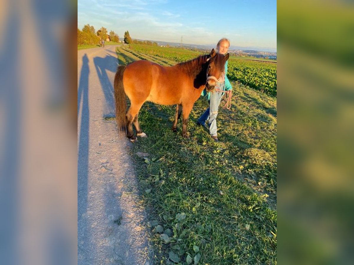 Sonstige Rassen Mix Wallach 18 Jahre 110 cm Dunkelfuchs in Steinmaur