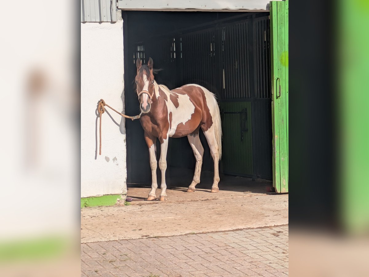 Sonstige Rassen Mix Wallach 1 Jahr 150 cm Tobiano-alle-Farben in Bad Mergentheim