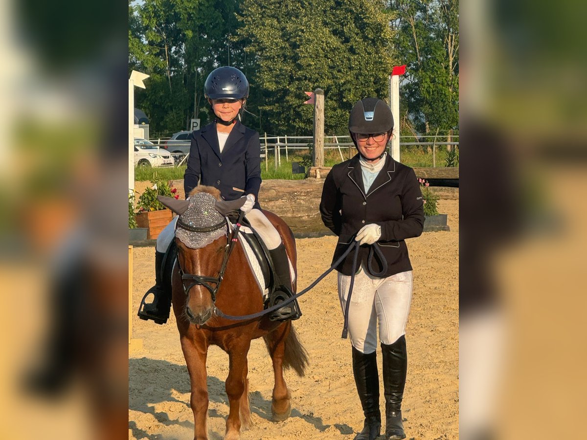 Sonstige Rassen Mix Wallach 20 Jahre 115 cm Fuchs in Sprockh&#xF6;vel