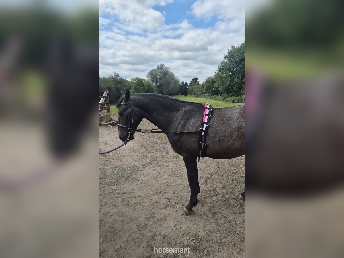 Sonstige Rassen Wallach 2 Jahre 157 cm Roan-Bay in Kildare