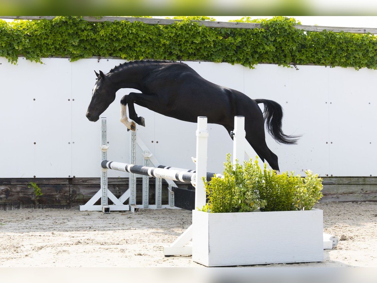 Sonstige Rassen Wallach 3 Jahre 136 cm Schwarzbrauner in Waddinxveen
