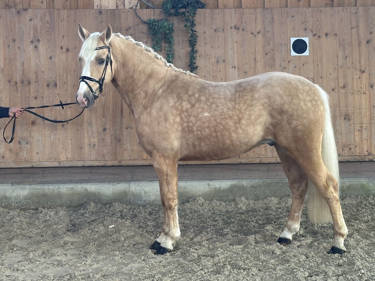 Sonstige Rassen Mix Wallach 3 Jahre 158 cm Palomino in Riedlingen