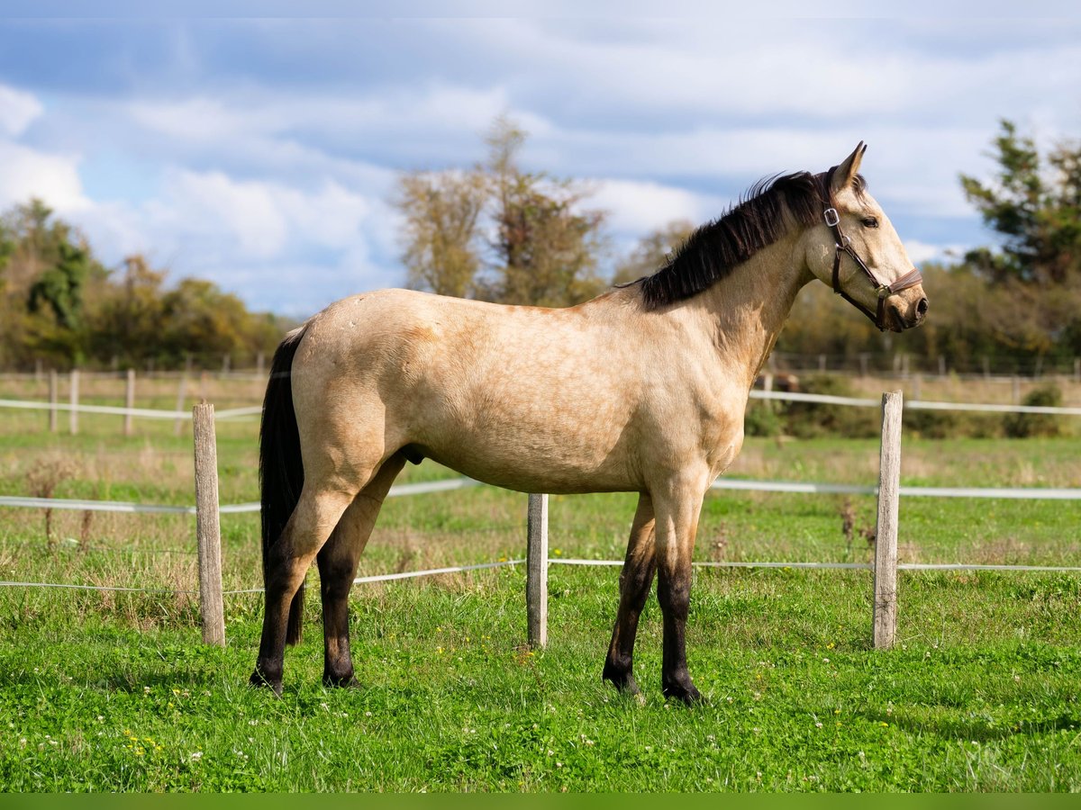 Sonstige Rassen Wallach 3 Jahre 160 cm Falbe in Le vernet