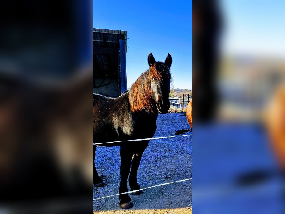 Sonstige Rassen Wallach 3 Jahre 160 cm Rappe in Burbach