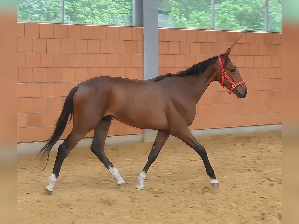 Sonstige Rassen Wallach 3 Jahre 167 cm Brauner in Lage