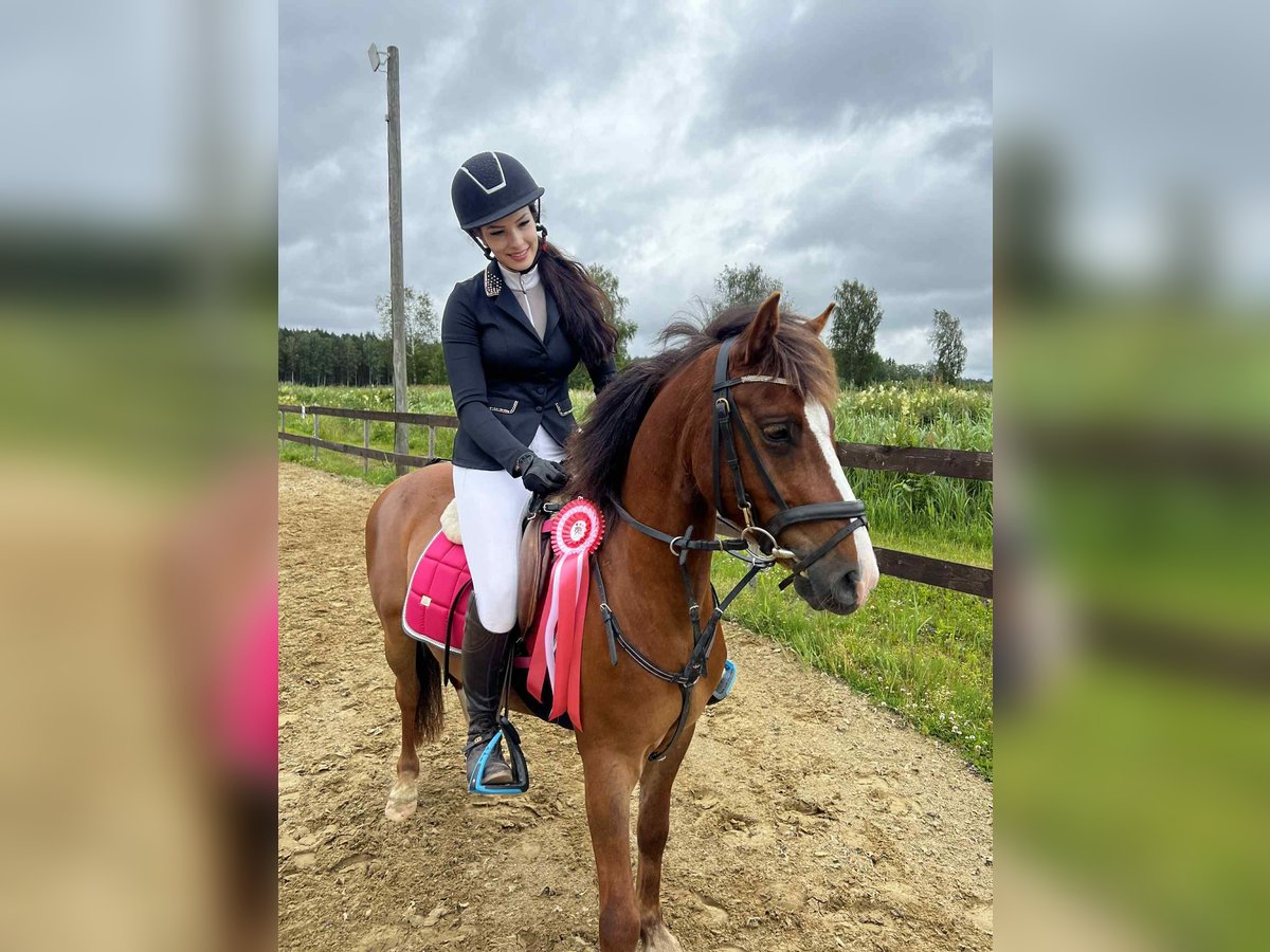 Sonstige Rassen Mix Wallach 4 Jahre 130 cm in Parks