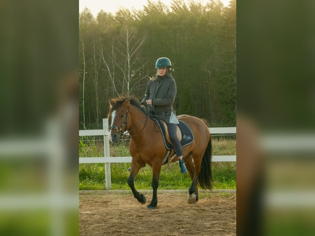 Sonstige Rassen Wallach 4 Jahre 139 cm Rotbrauner in Tartumaa