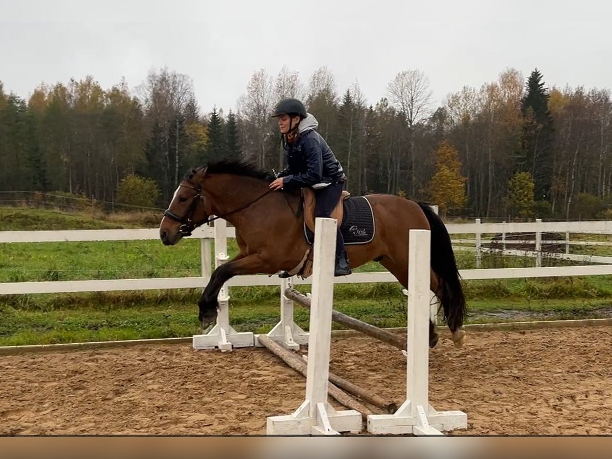 Sonstige Rassen Wallach 4 Jahre 139 cm Rotbrauner in Tartumaa