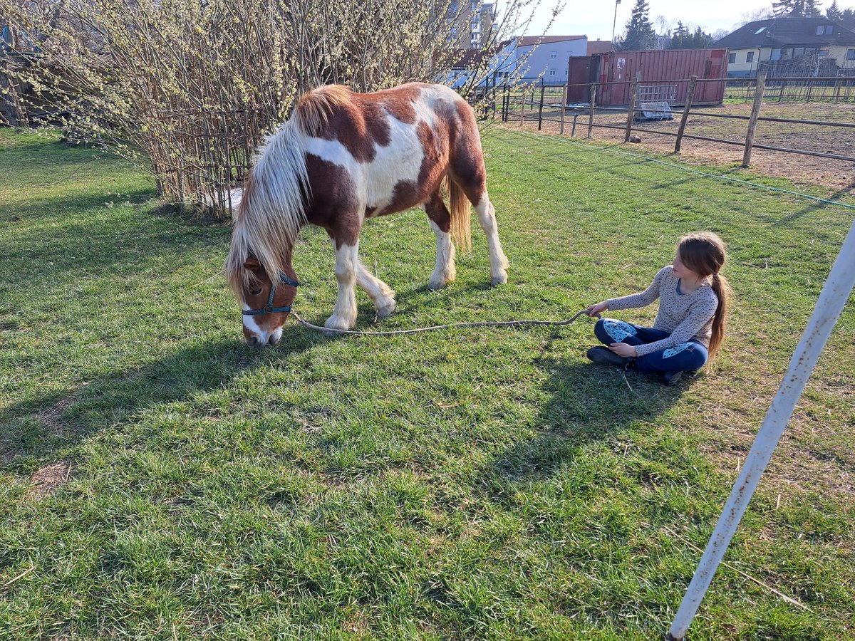 Sonstige Rassen Mix Wallach 4 Jahre 140 cm in Wien, Simmering