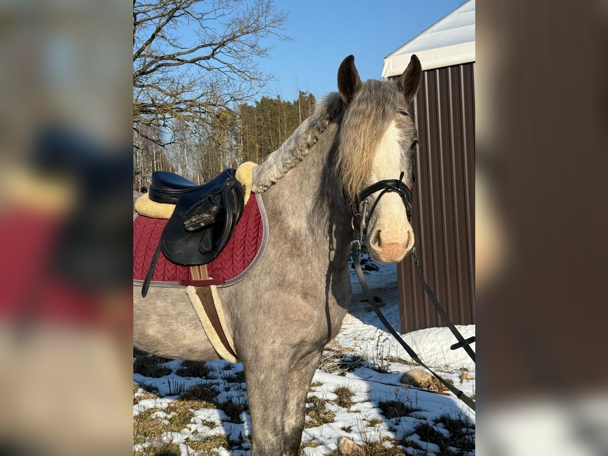 Sonstige Rassen Wallach 4 Jahre 150 cm Buckskin in Vilnius