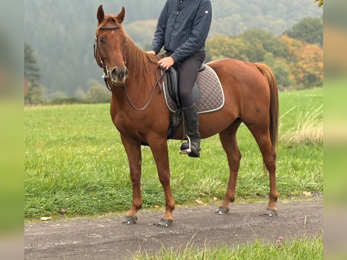 Sonstige Rassen Wallach 4 Jahre 150 cm Fuchs in N&#xFC;rburg