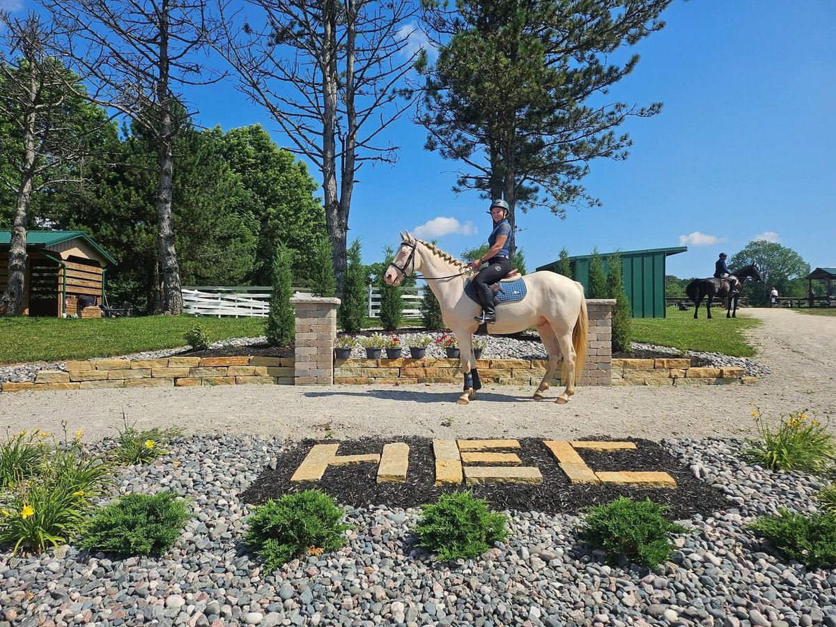 Sonstige Rassen Wallach 4 Jahre 152 cm Cremello in Stockport