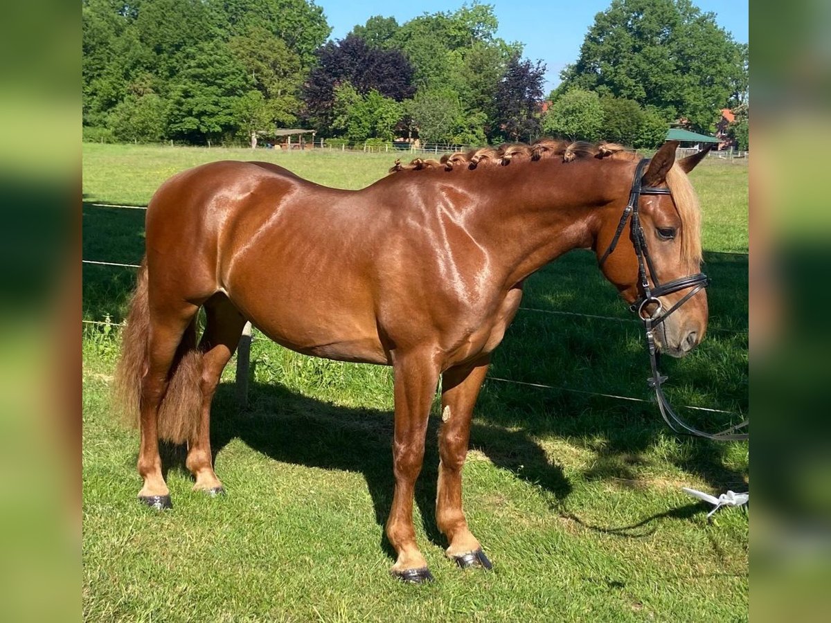 Sonstige Rassen Wallach 4 Jahre 156 cm Fuchs in Hopsten