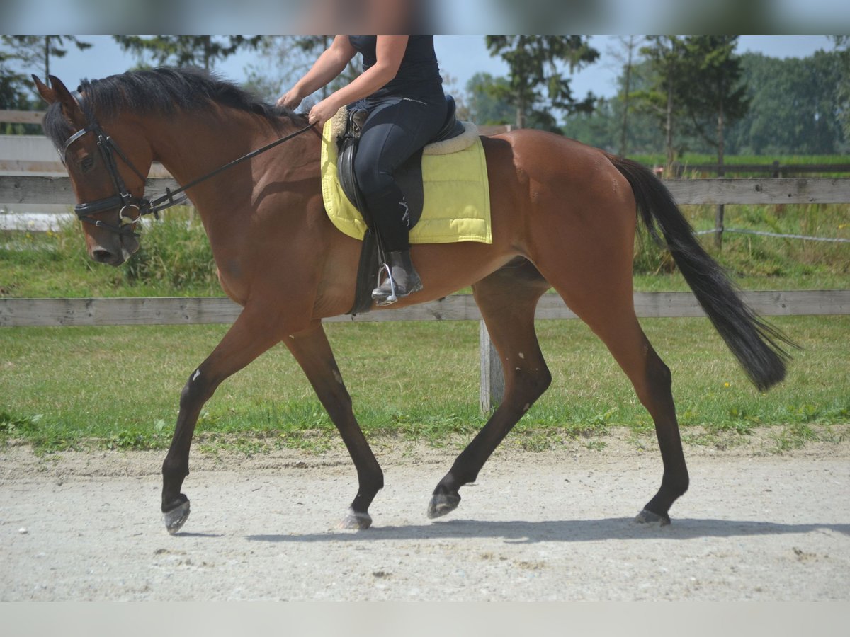 Sonstige Rassen Wallach 4 Jahre 164 cm Brauner in Breda