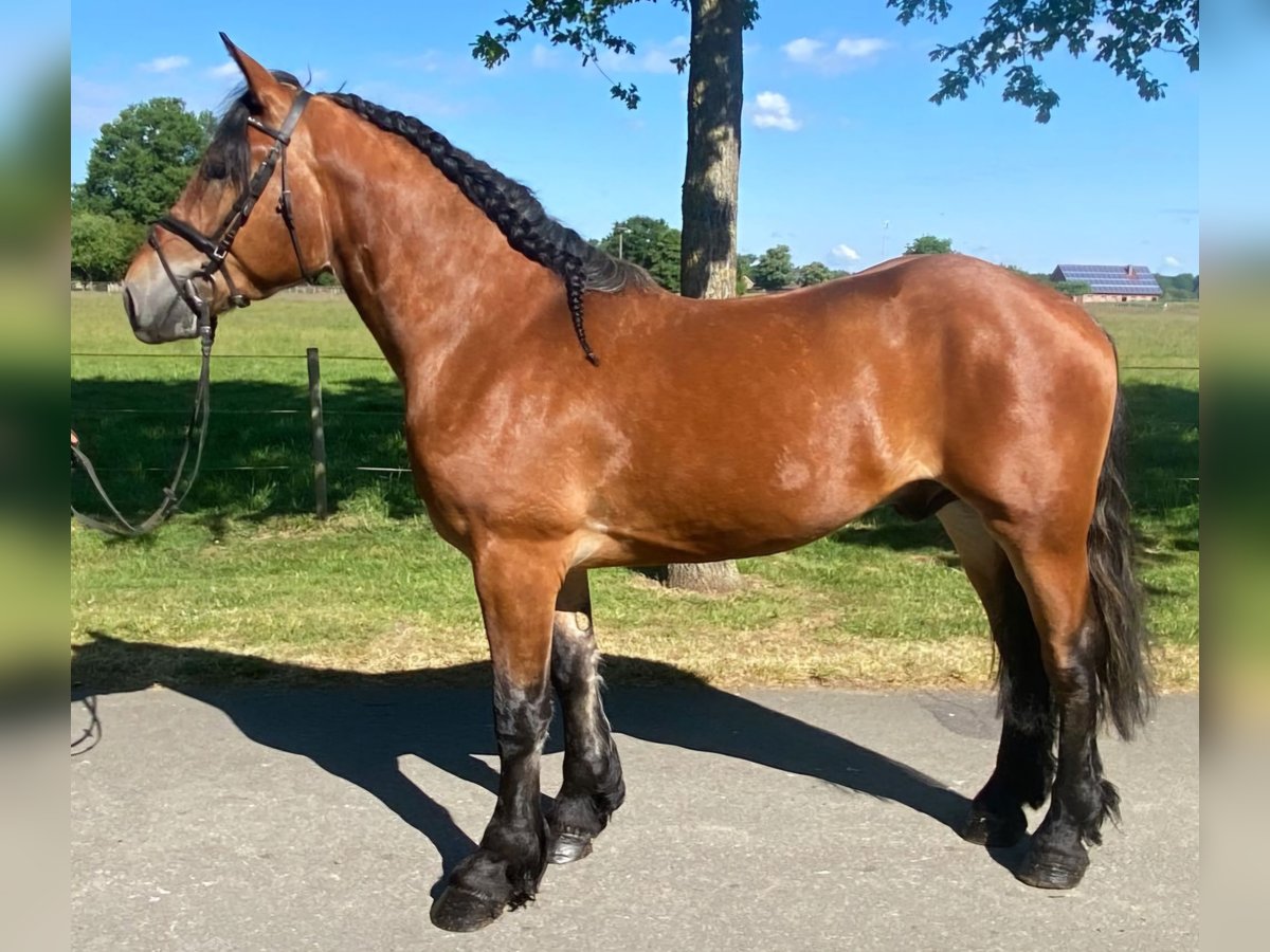 Sonstige Rassen Wallach 4 Jahre 164 cm Brauner in Hopsten
