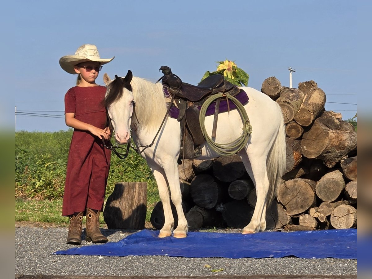 Sonstige Rassen Wallach 5 Jahre 102 cm Schecke in Allenwood