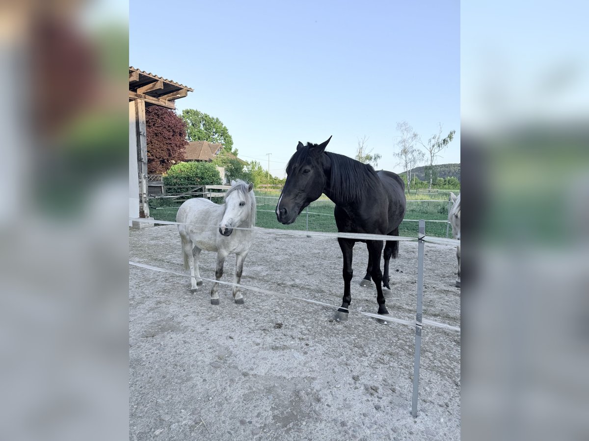 Sonstige Rassen Wallach 5 Jahre 118 cm Schimmel in Großostheim Sonstige Rassen Wallach 5 Jahre 118 cm Schimmel in Großostheim