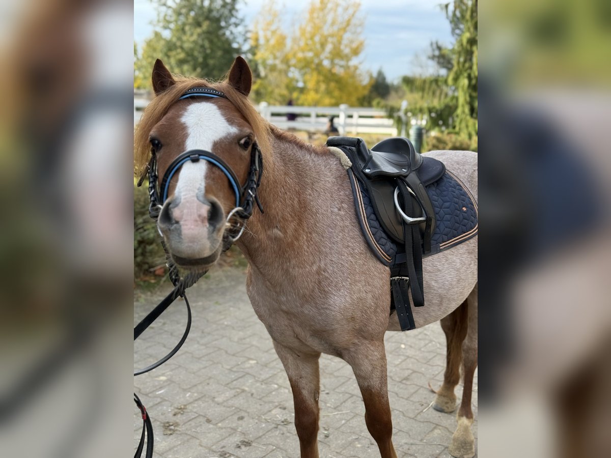 Sonstige Rassen Wallach 5 Jahre 120 cm Fuchs in Neu Gaarz Sonstige Rassen Wallach 5 Jahre 120 cm Fuchs in Neu Gaarz