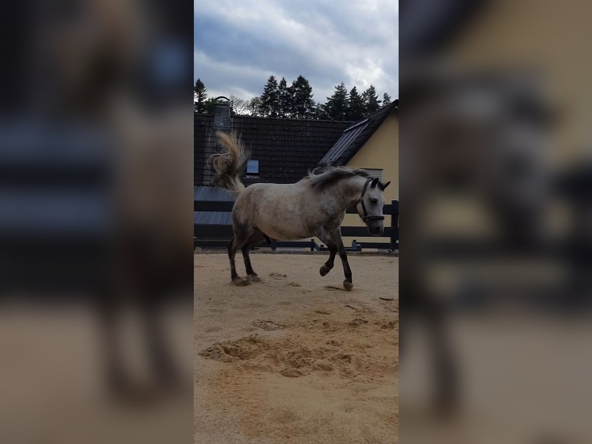 Sonstige Rassen Mix Wallach 5 Jahre 130 cm Apfelschimmel in Hatzfeld (Eder)