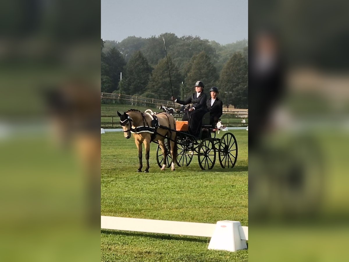 Sonstige Rassen Wallach 5 Jahre 144 cm Buckskin in Tingsryd